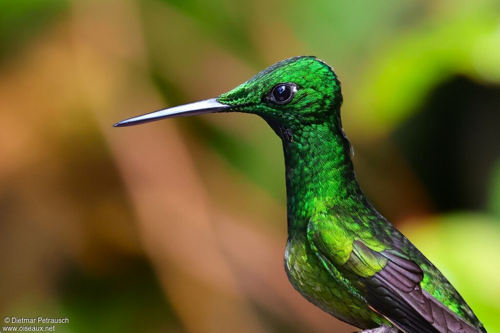 Brillant impératrice mâle adulte