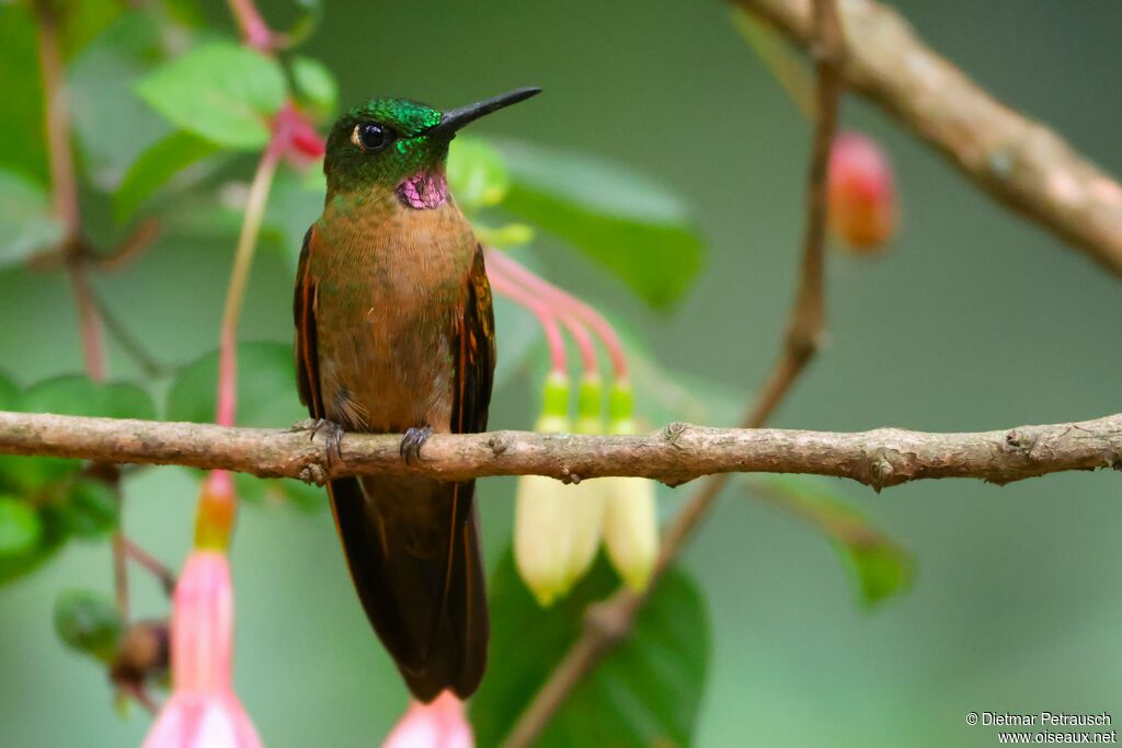 Brillant rubinoïdeadulte