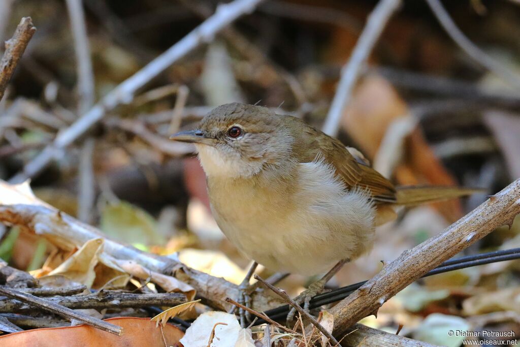 Bulbul jaboteuradulte