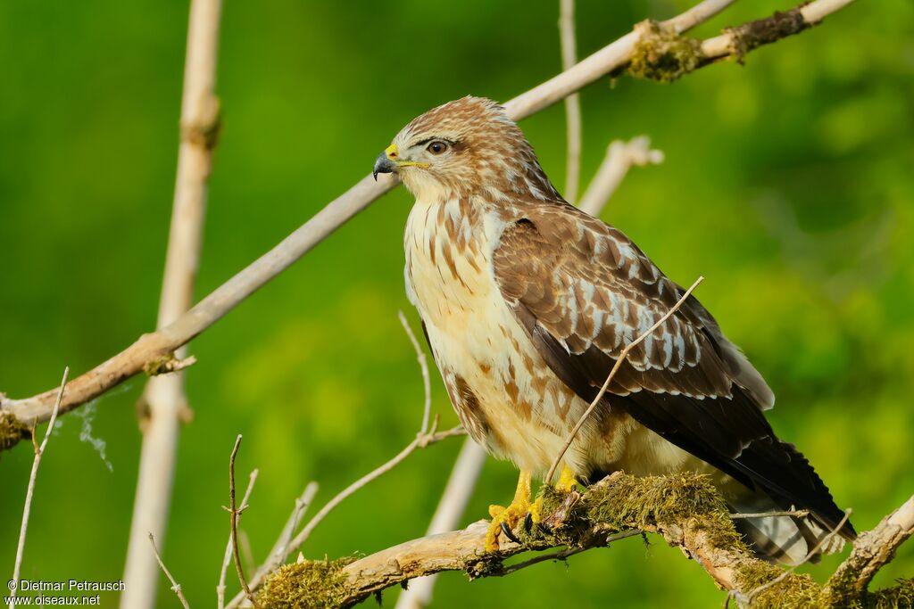 Common Buzzardadult
