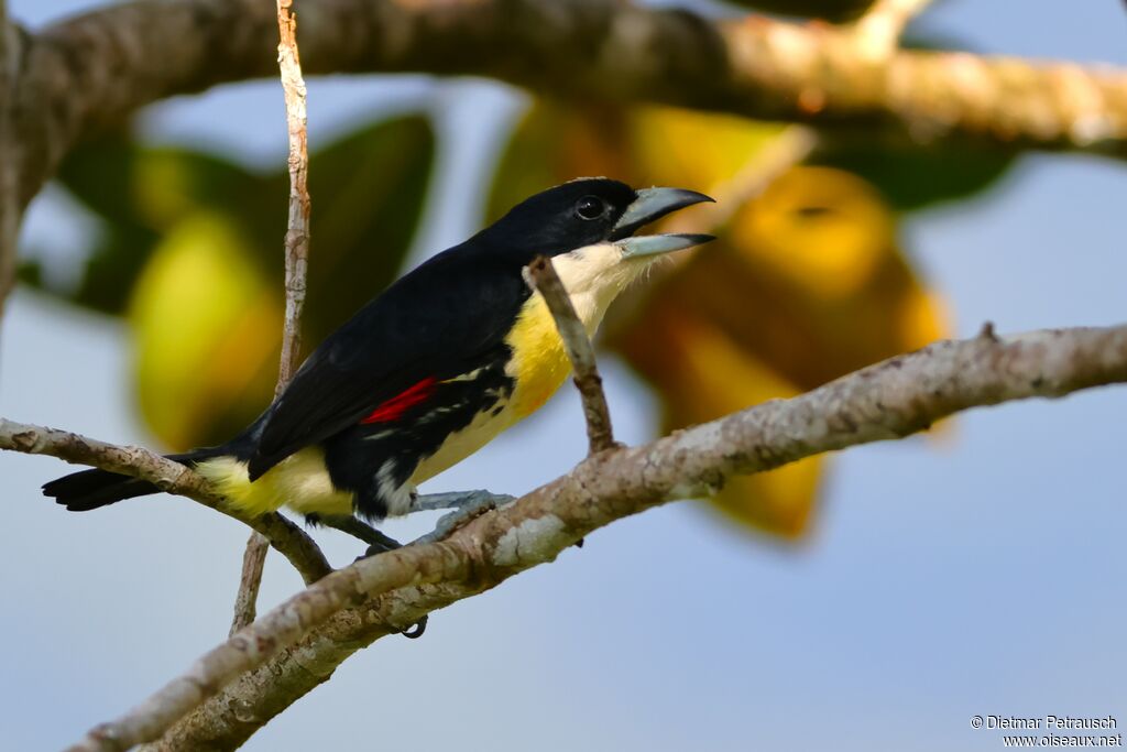 Cabézon à calotte tachetéeadulte