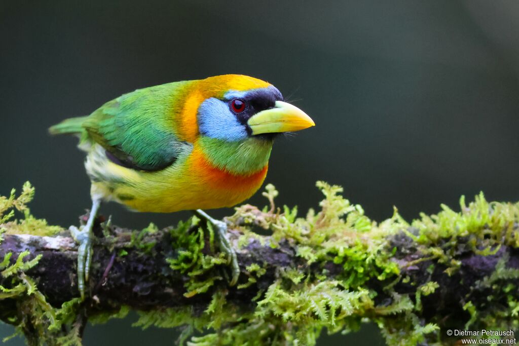 Cabézon à tête rouge femelle adulte