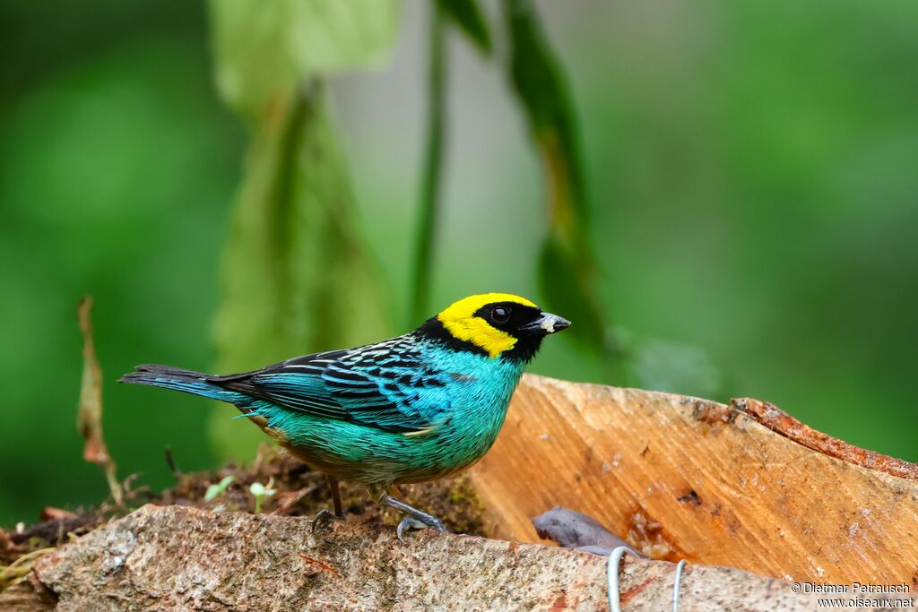 Calliste à tête doréeadulte