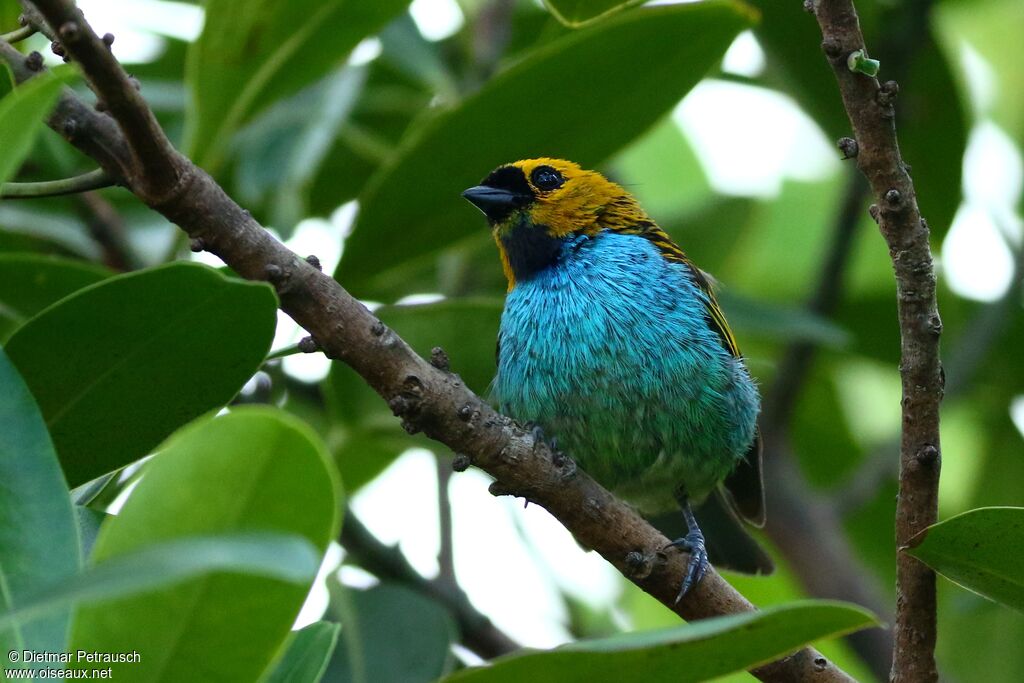 Gilt-edged Tanageradult