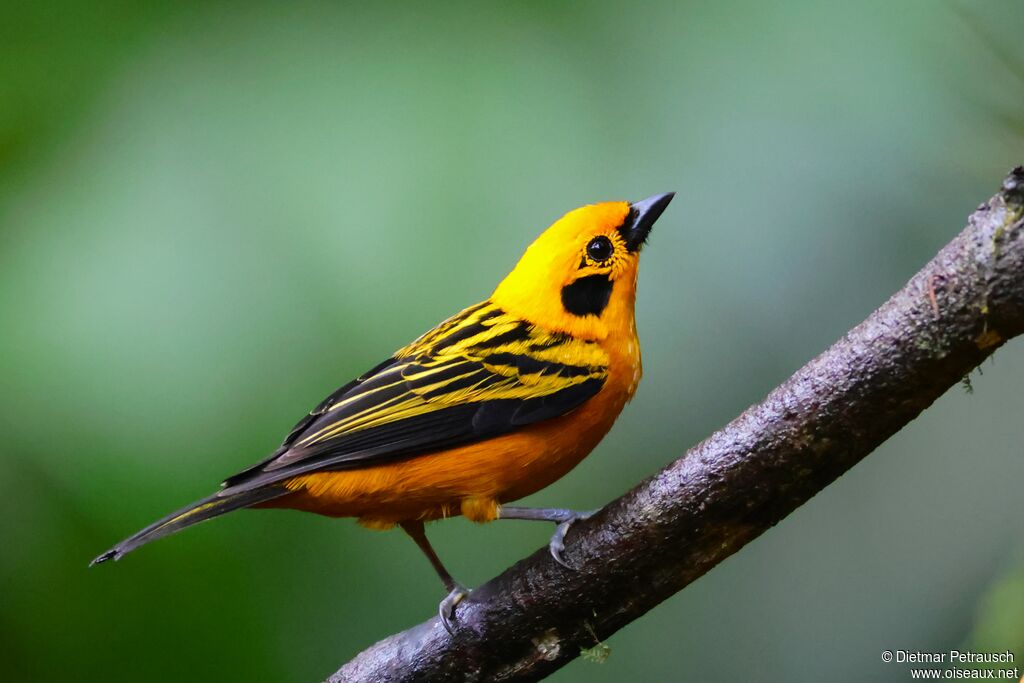 Calliste doréadulte