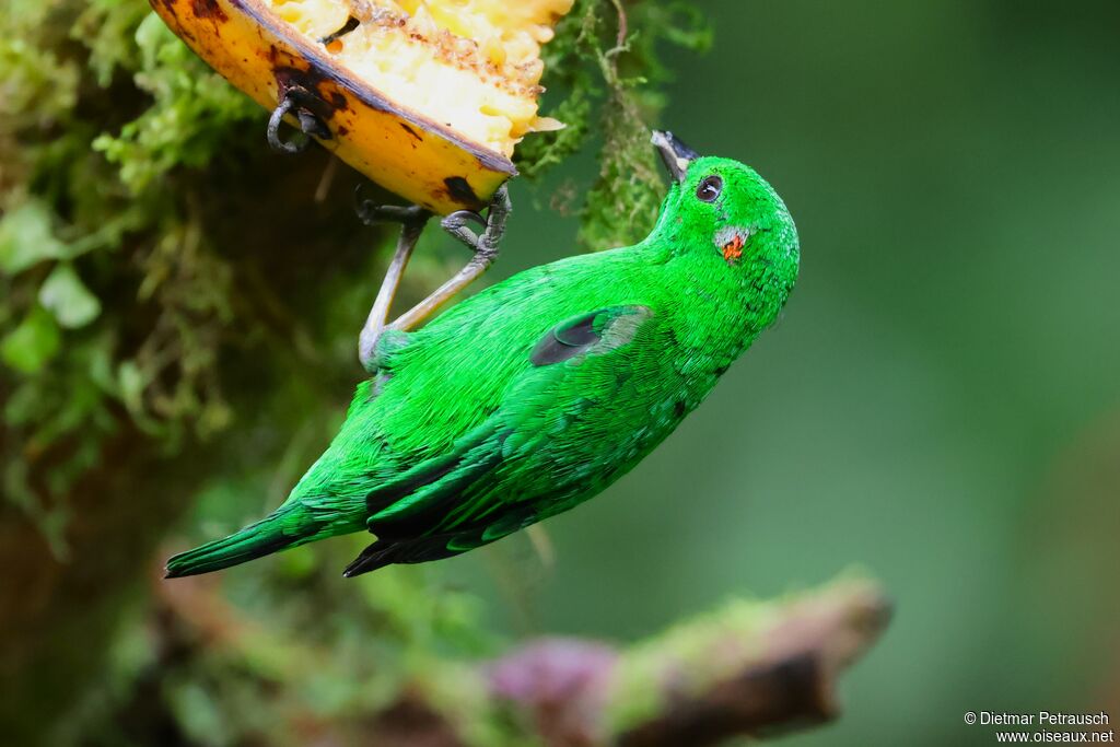 Calliste étincelant - Tangara étincelant<br /> mâle adulte