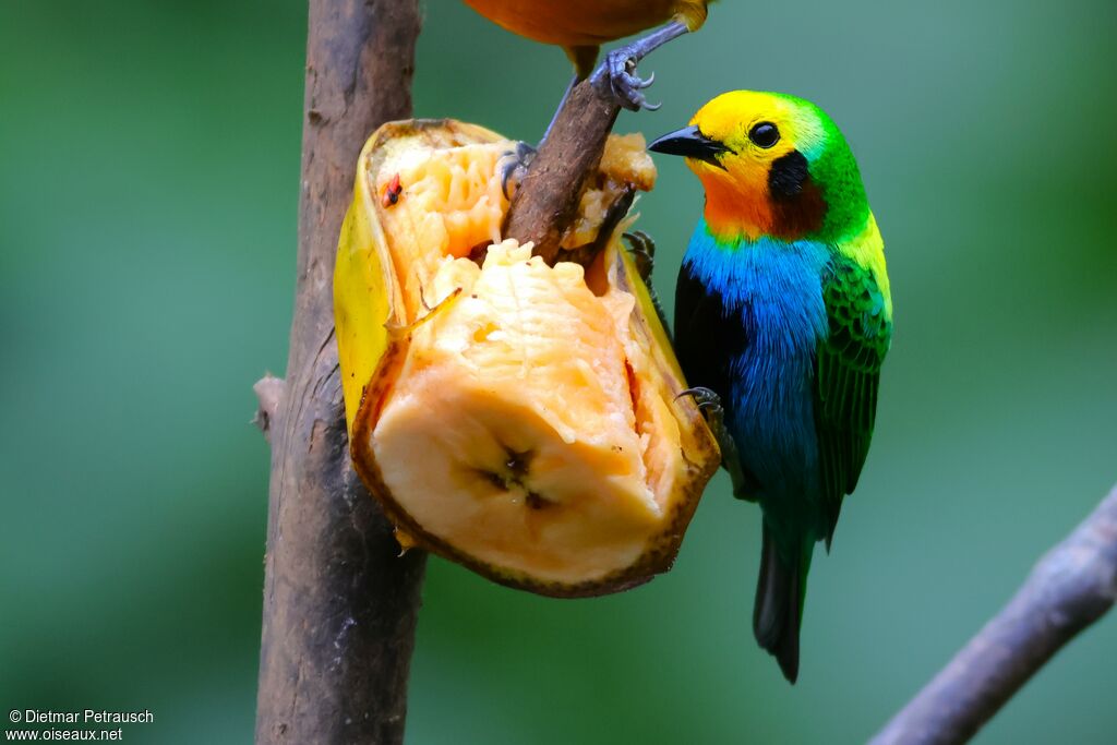 Multicolored Tanager - Tangara multicolore<br /> male adult