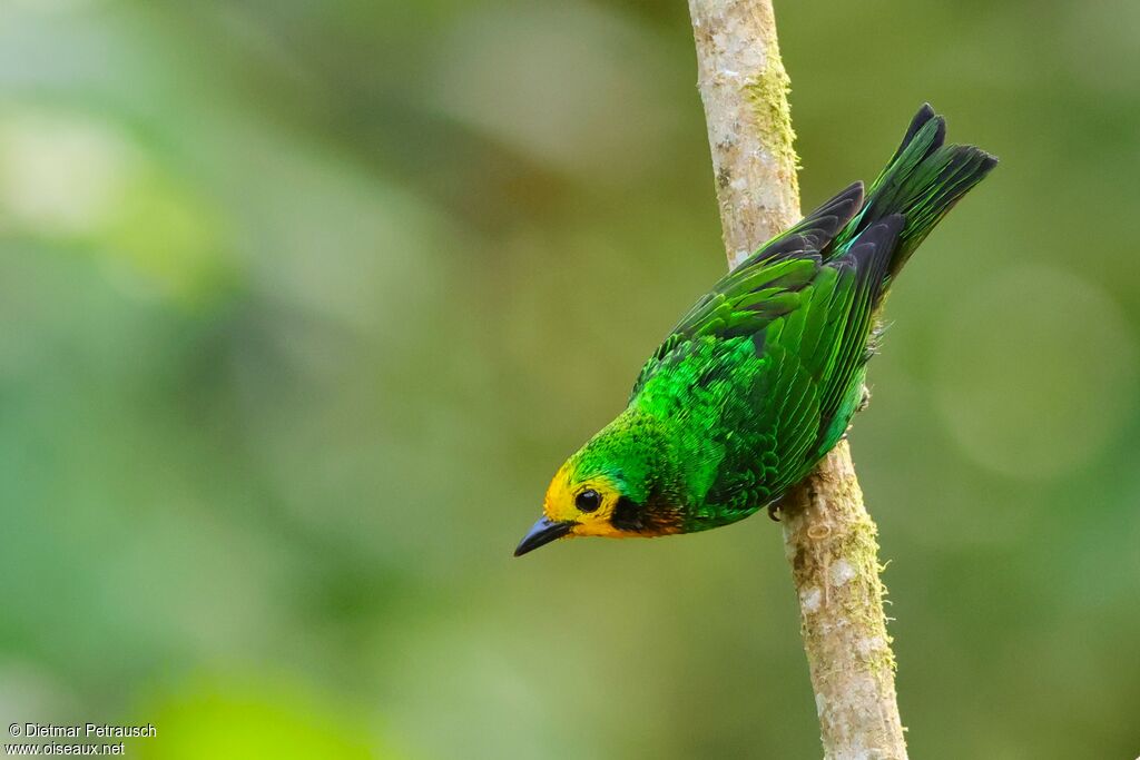 Multicolored Tanager - Tangara multicolore<br /> female adult