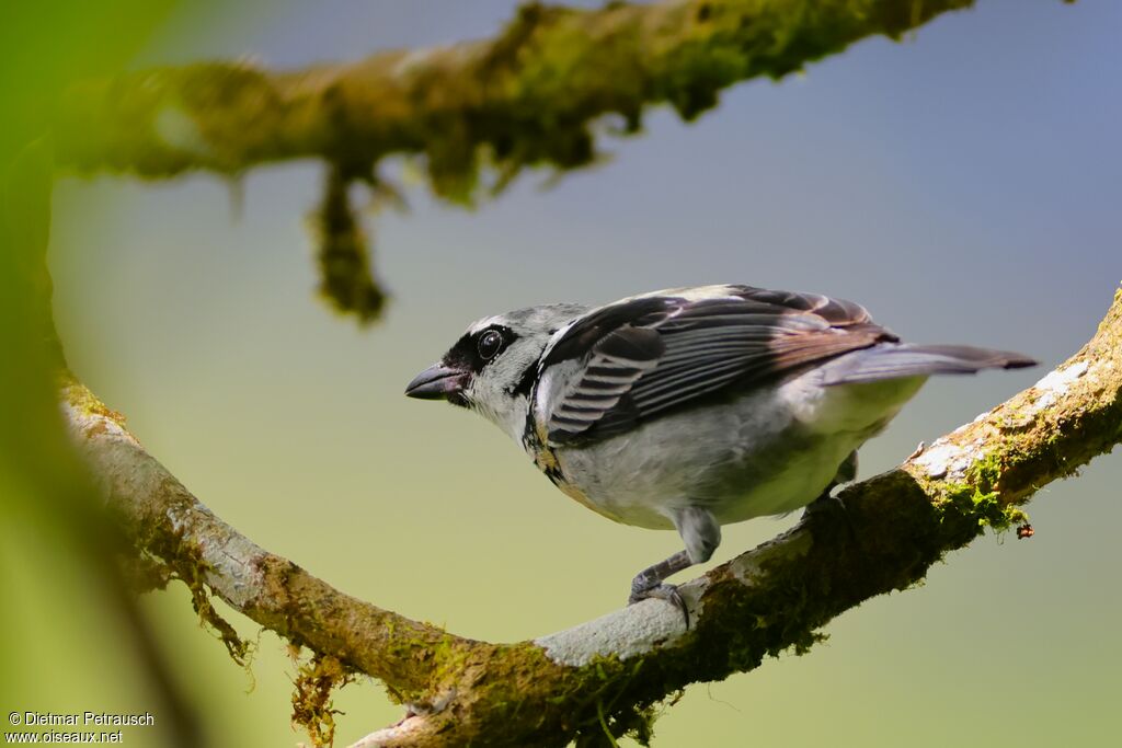 Calliste or-grisadulte