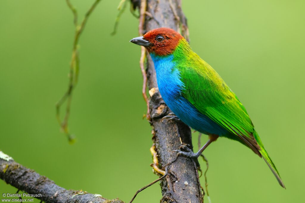 Calliste rouverdin mâle adulte