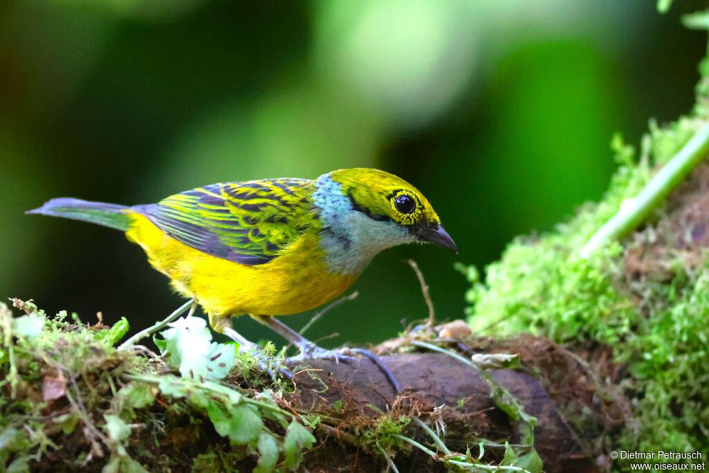 Calliste safranadulte