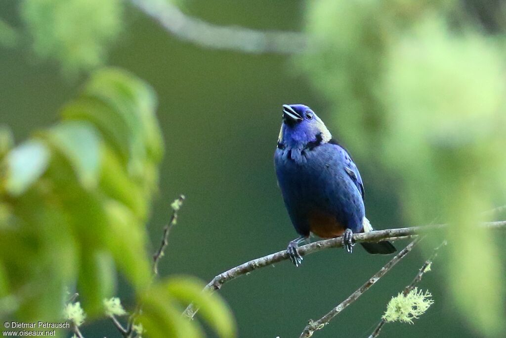 Opal-rumped Tanageradult
