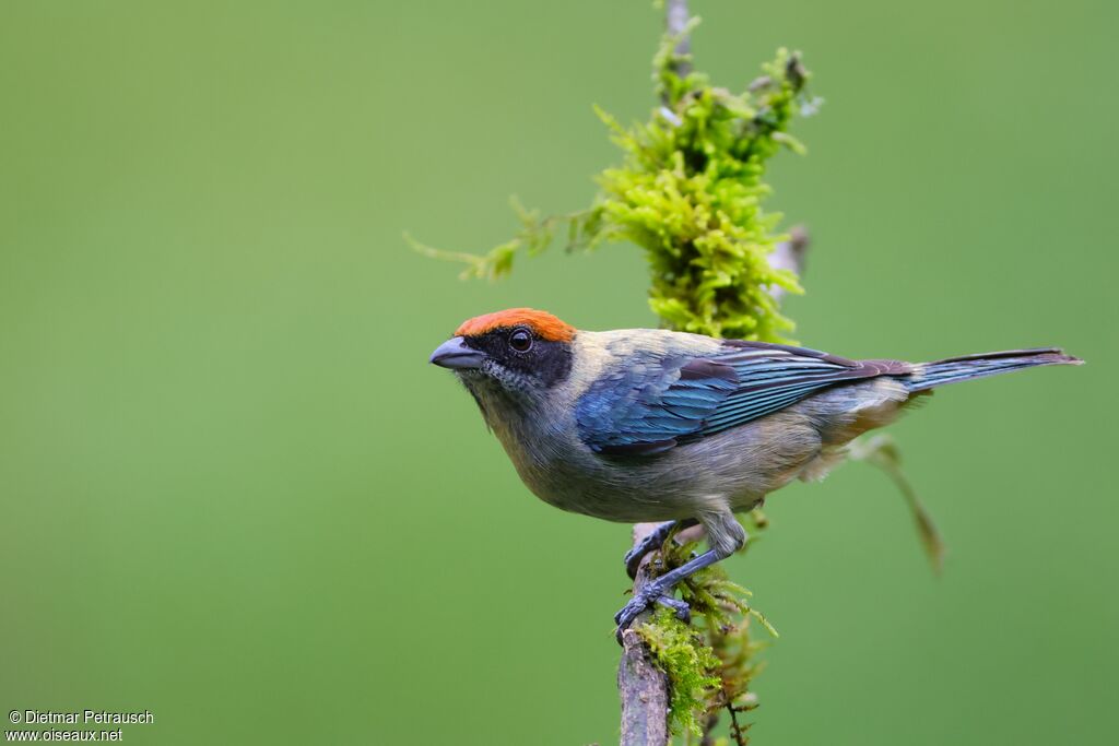 Calliste vitriolinadulte