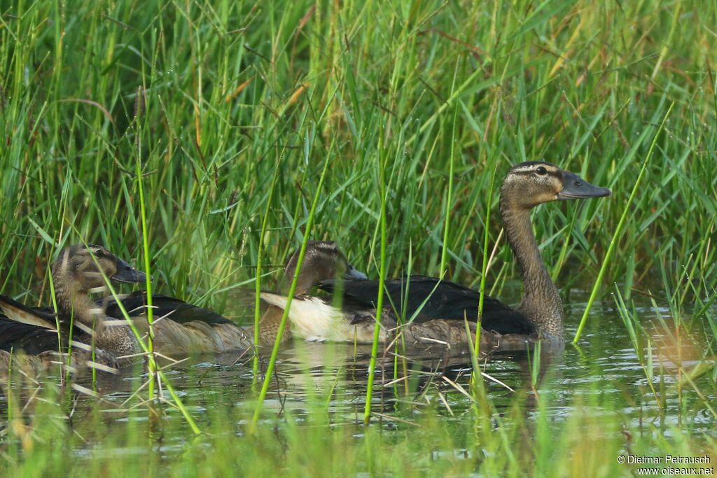Knob-billed Duckimmature