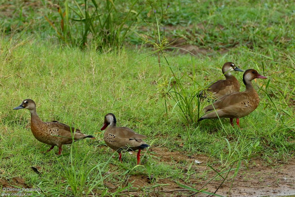 Canard amazonetteadulte