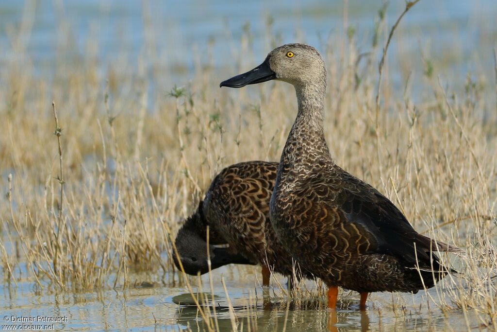 Canard de Smithadulte