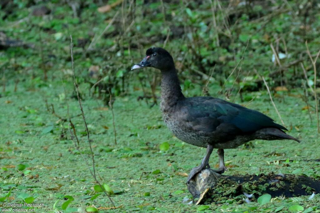 Muscovy Duck male adult