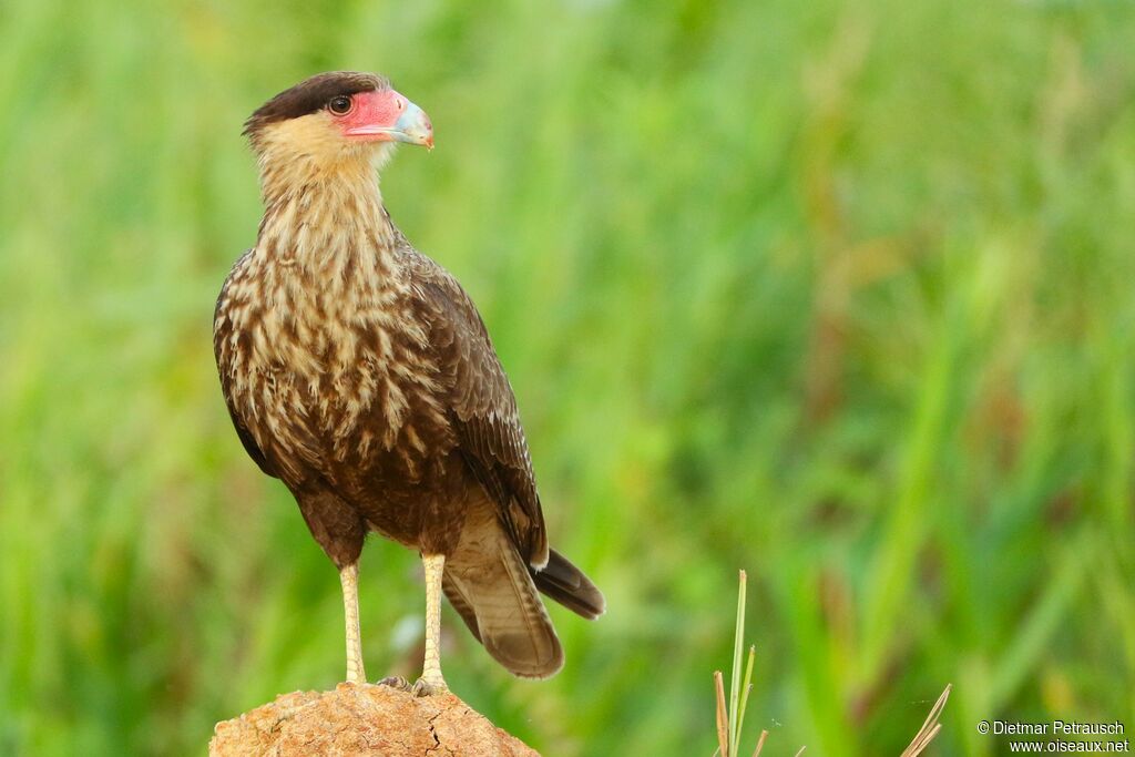 Caracara huppéimmature
