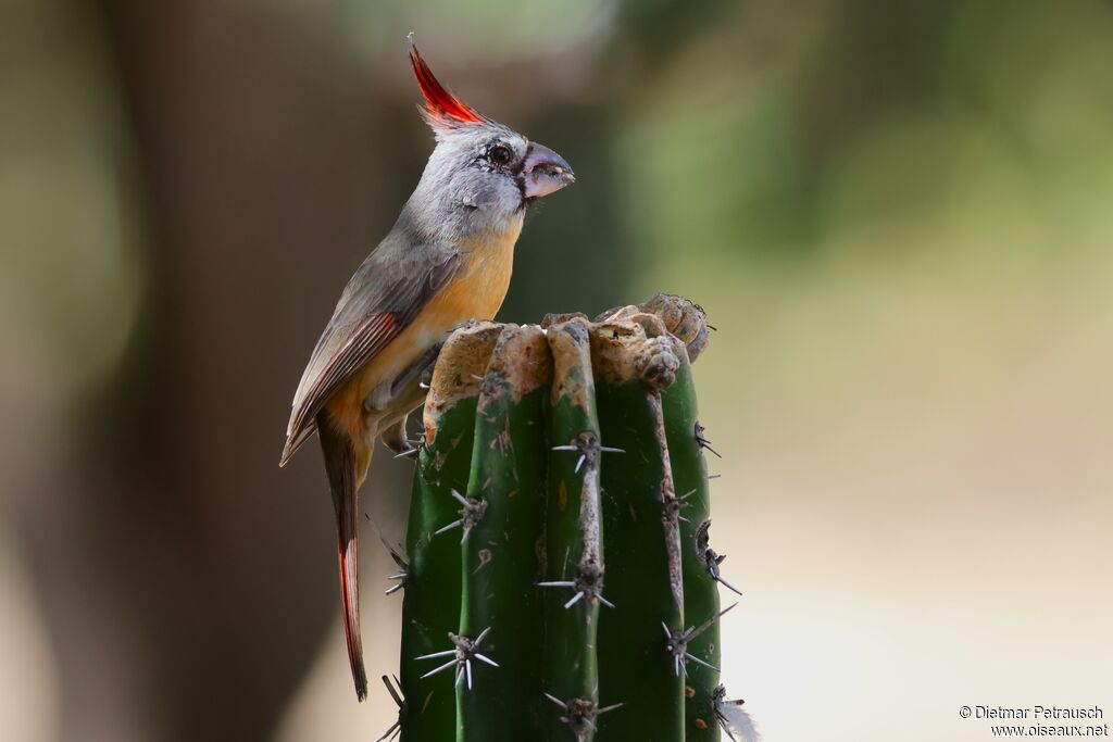 Cardinal vermillon femelle adulte