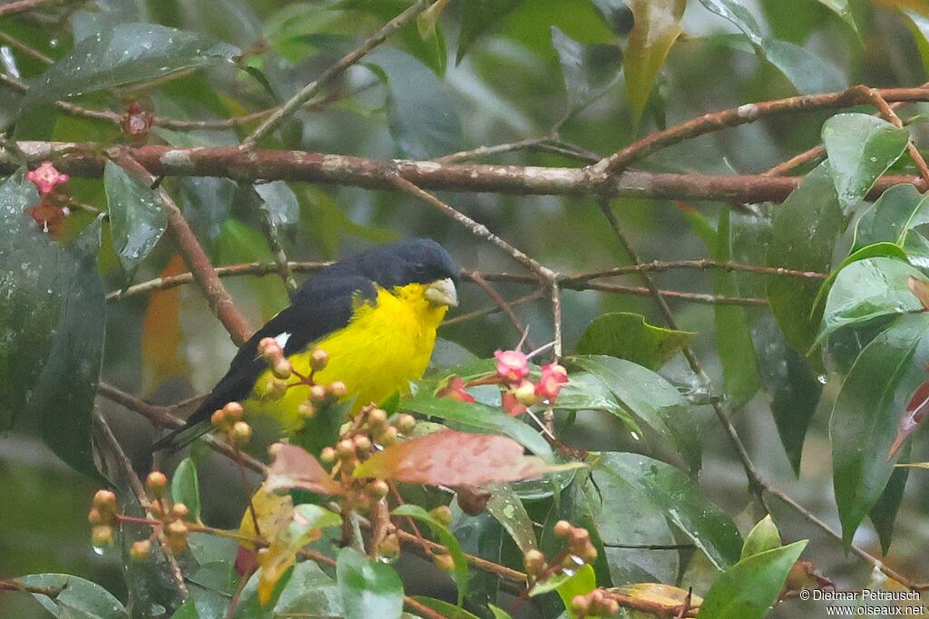 Chardonneret mineur mâle adulte