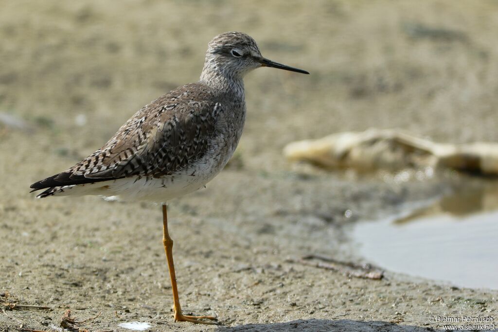 Lesser Yellowlegsadult