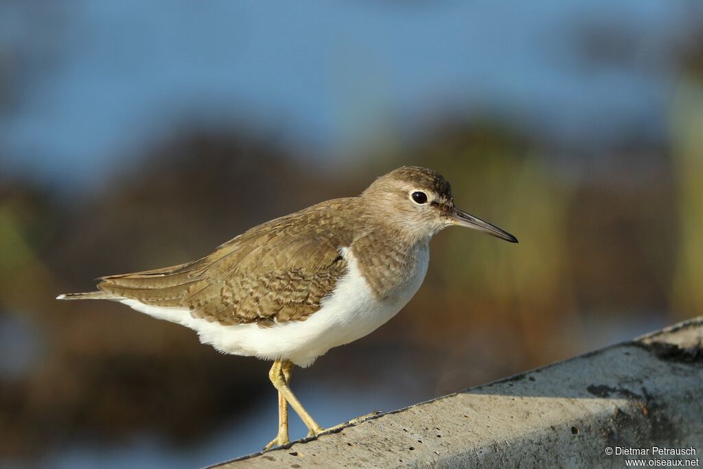 Common Sandpiperadult