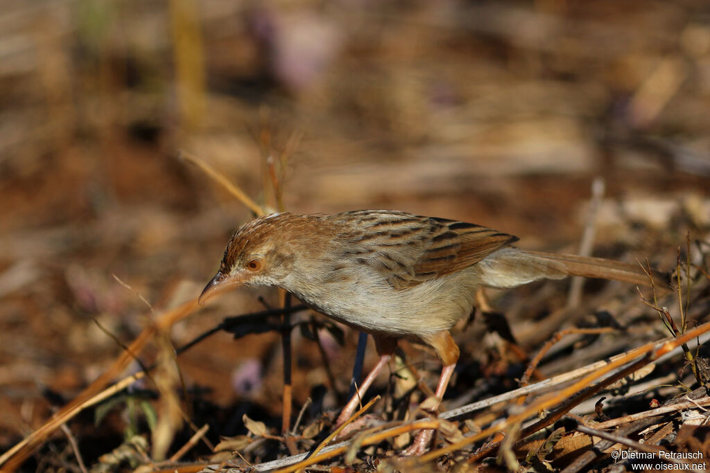 Rattling Cisticolaadult