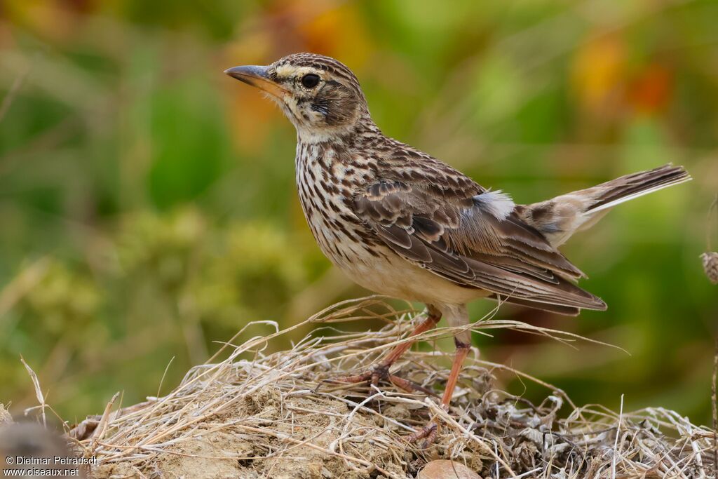 Cochevis à gros bec