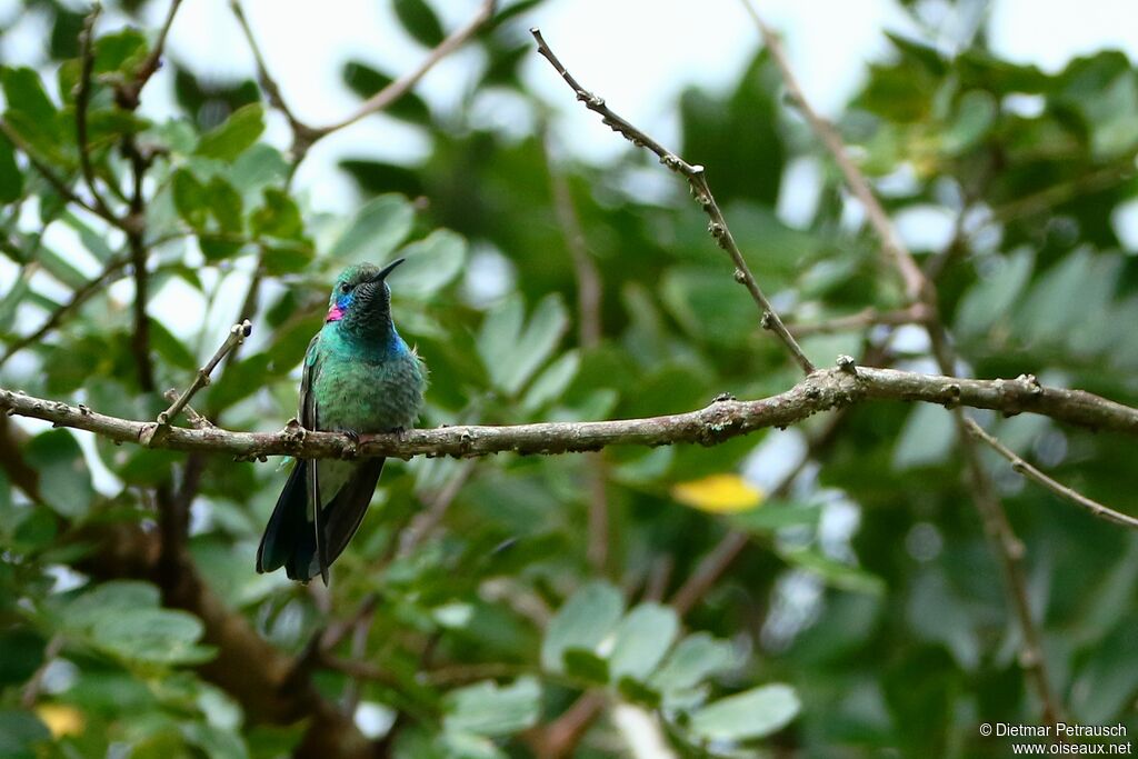 White-vented Violetear male adult