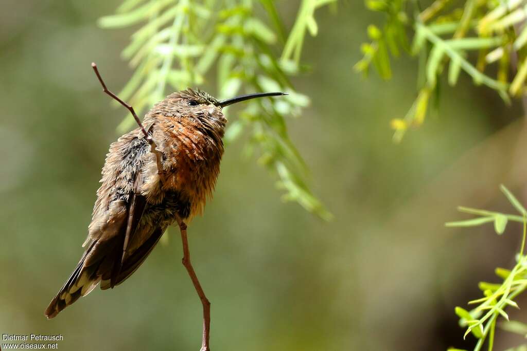 Wedge-tailed Hillstar female adult