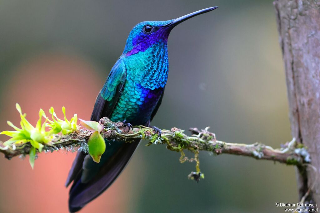 Colibri anaïs - Colibri d'Anaïs<br />adulte