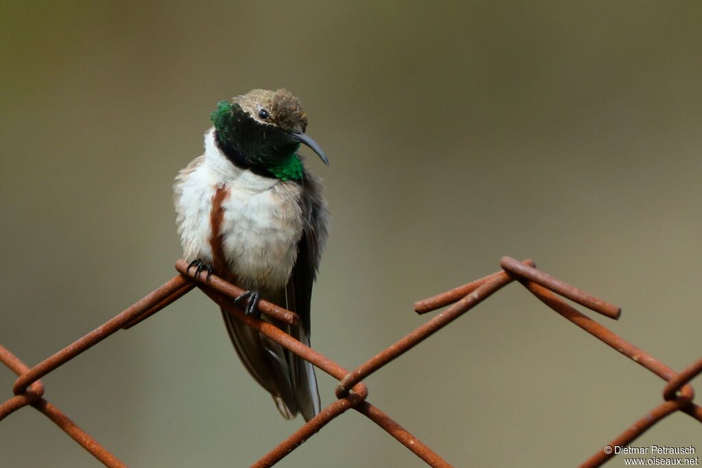 Colibri d'Estelle