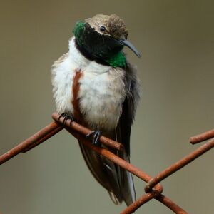 Colibri d'Estelle