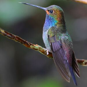 Colibri de Bouguer