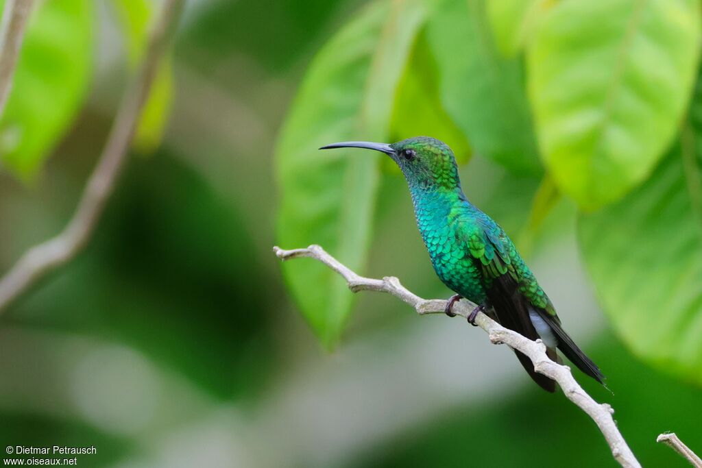 Colibri de Buffon - Colibri à ventre bleu<br /> mâle adulte