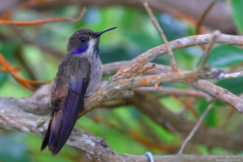 Colibri de Delphineadulte