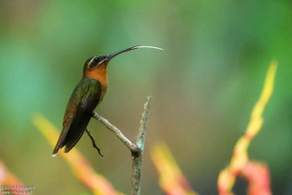 Hook-billed Hermitadult