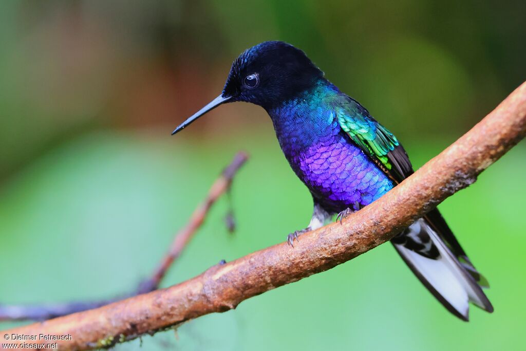 Colibri de Jardineadulte