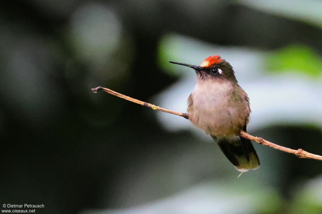 Colibri du Tolima mâle adulte