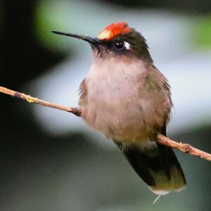 Colibri du Tolima