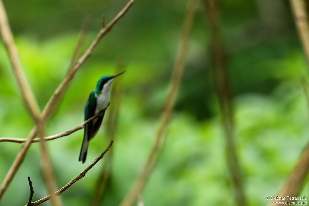 Colibri oreillardadulte