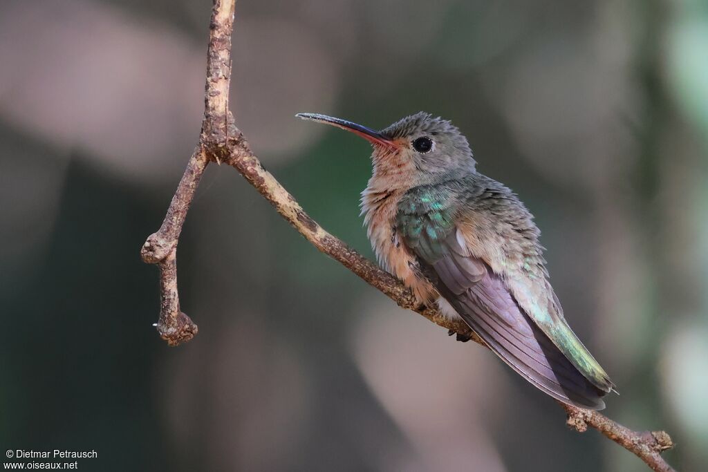 Colibri trompeuradulte