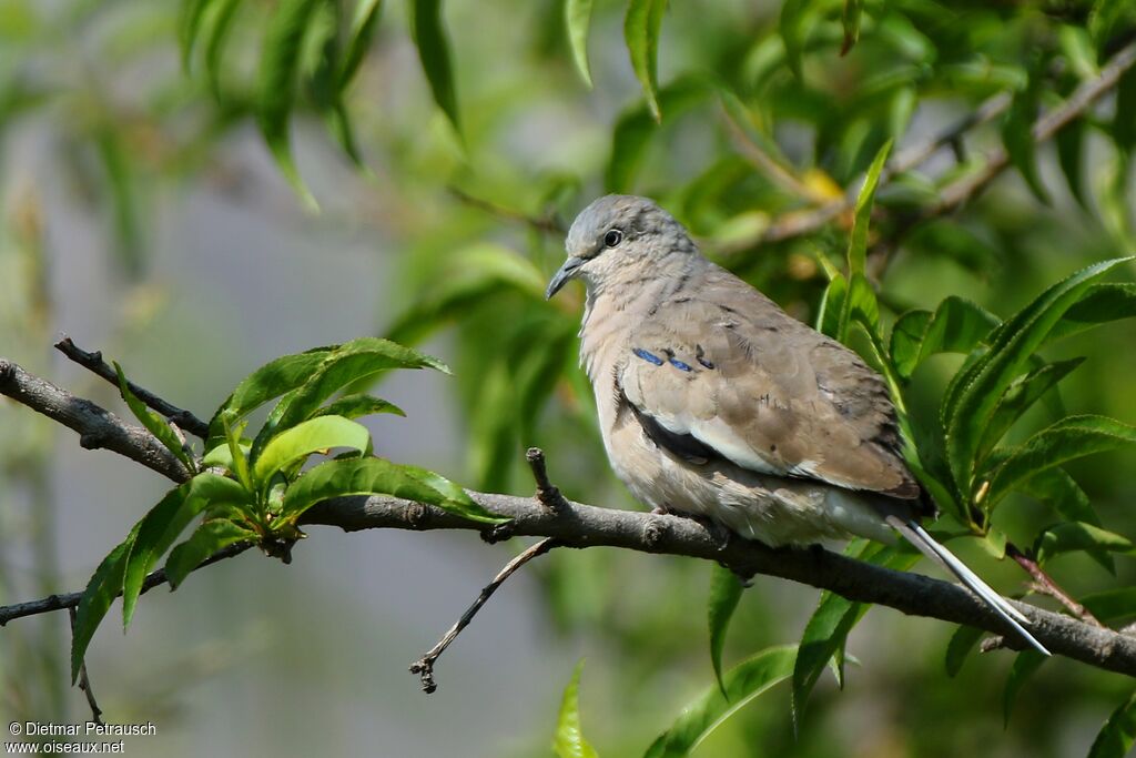 Picui Ground Doveadult