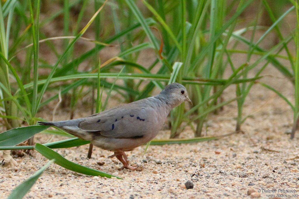 Plain-breasted Ground Doveadult