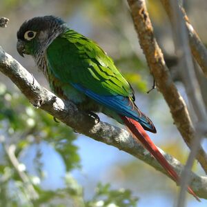Conure de Molina