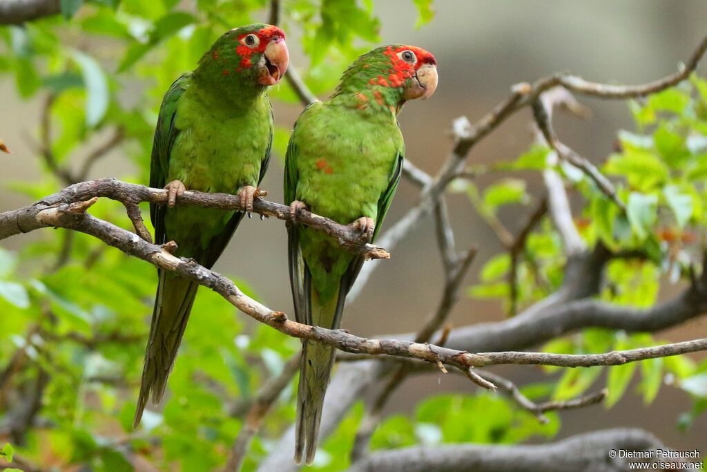 Mitred Parakeetadult