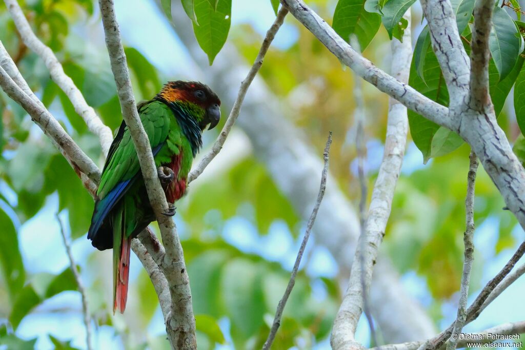 Ochre-marked Parakeetadult