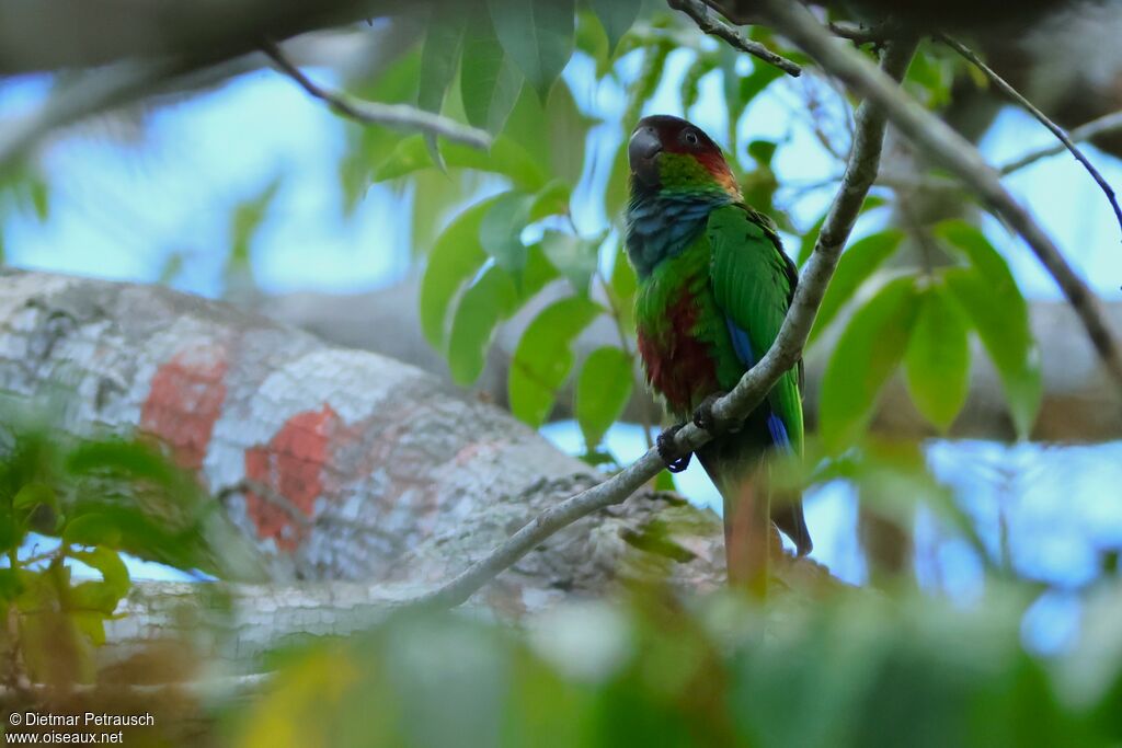 Ochre-marked Parakeetadult