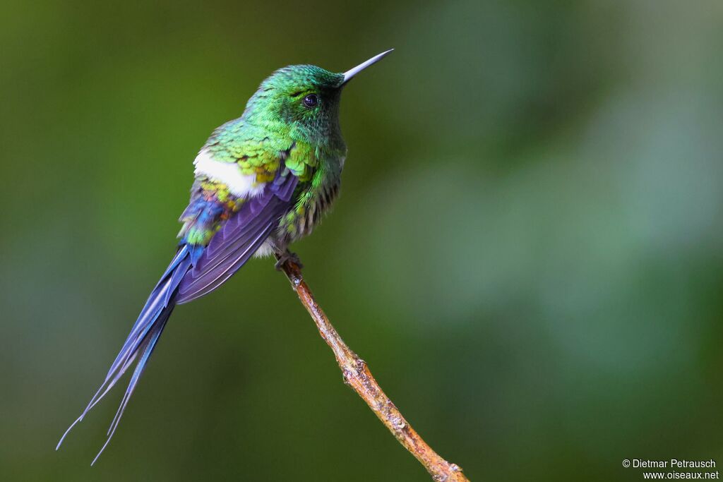 Coquette à queue fine mâle adulte