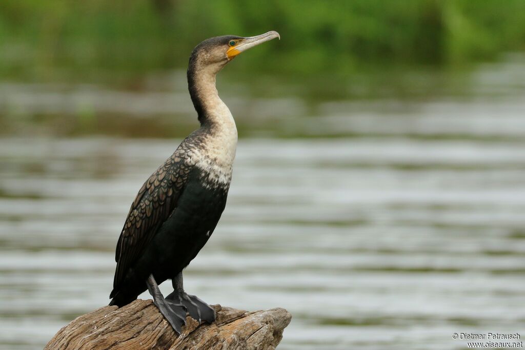 White-breasted Cormorantadult